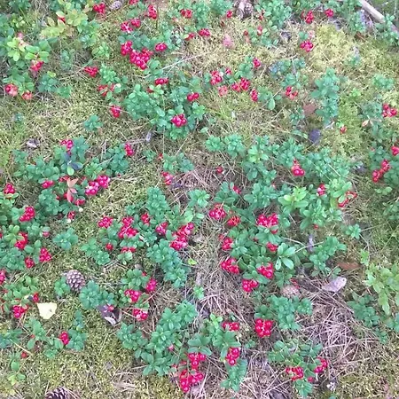 Willa Sinikallio | Paajoen Vuokramoekit *