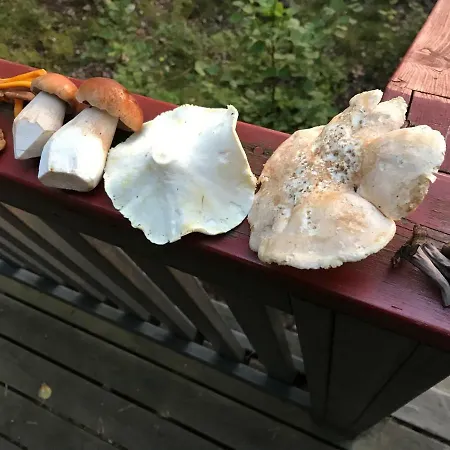 Sinikallio | Paajoen Vuokramoekit Willa *