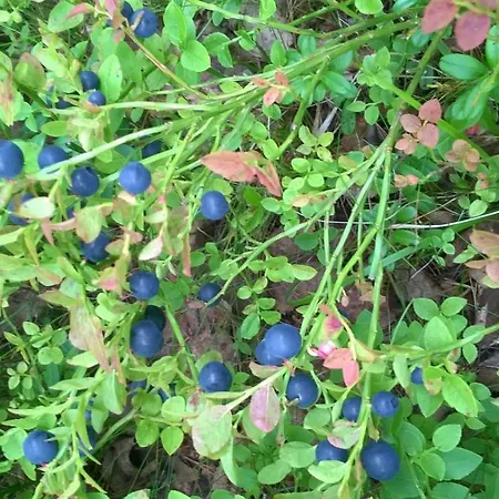 Sinikallio | Paajoen Vuokramoekit Willa