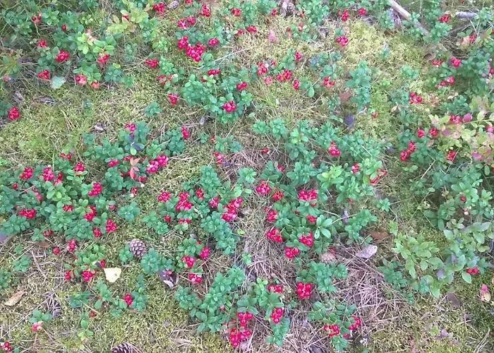 别墅 Sinikallio | Paajoen Vuokramoekit *