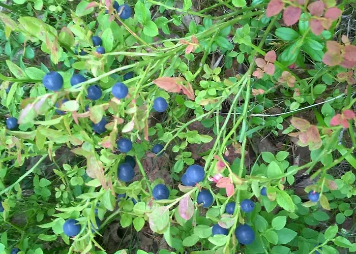 Sinikallio | Paajoen Vuokramoekit 别墅